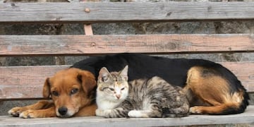 Perro y gato callejeros