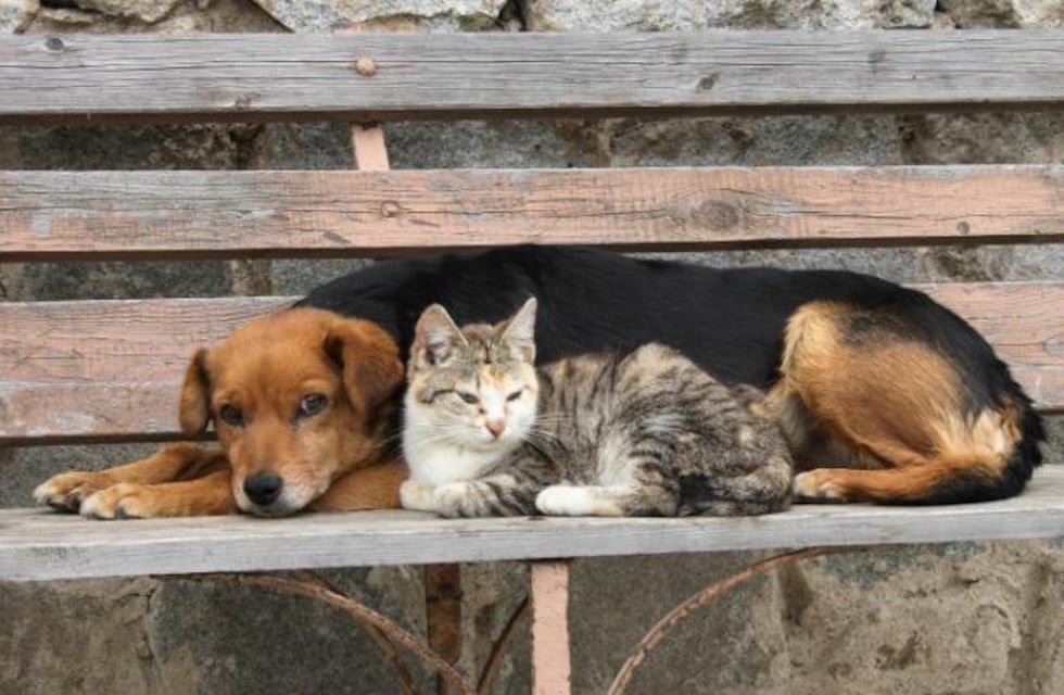 Gatos o perros, qué animal es más inteligente según los expertos