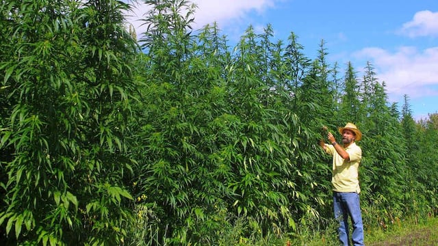 En Mendoza ya existen seis proyectos para la producción de cannabis medicinal. Gentileza