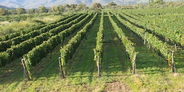 Dos vinos de Cachi y uno de Molinos recibieron el reconocimiento de la revista Vinum.