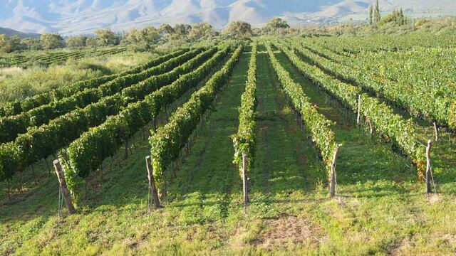 Dos vinos de Cachi y uno de Molinos recibieron el reconocimiento de la revista Vinum.