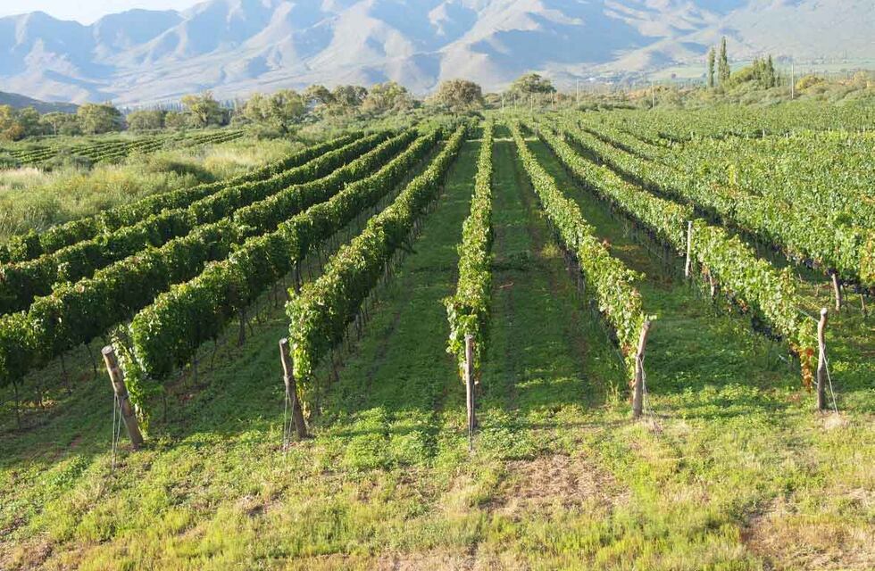 Vinos salteños fueron reconocidos en una publicación internacional