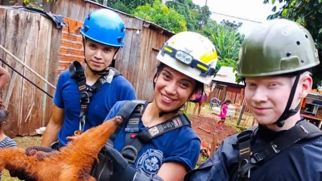 El animal ahora está siendo atendido por personal del Centro de Rehabilitación y recría de Animales Guira Oga.