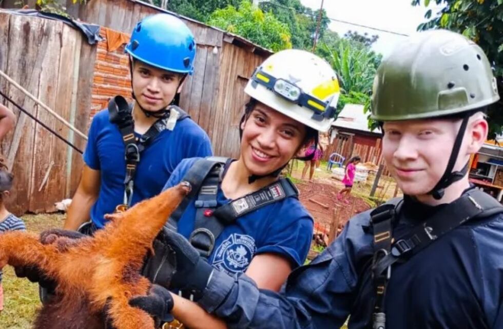 Rescatan a un oso melero que cayó a un pozo en Puerto Iguazú