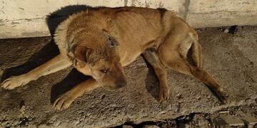 Román, un perro de Carlos Paz que necesita la contención de una nueva familia. (Foto: Facebook / Ipad Carlos Paz).