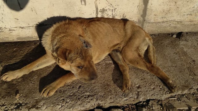 Román, un perro de Carlos Paz que necesita la contención de una nueva familia. (Foto: Facebook / Ipad Carlos Paz).