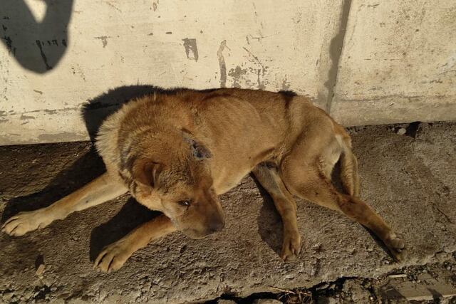 Román, el perro con un tumor abandonado en un baldío de Carlos Paz, hoy ya tiene nuevo hogar (Foto: Facebook / Ipad Carlos Paz).