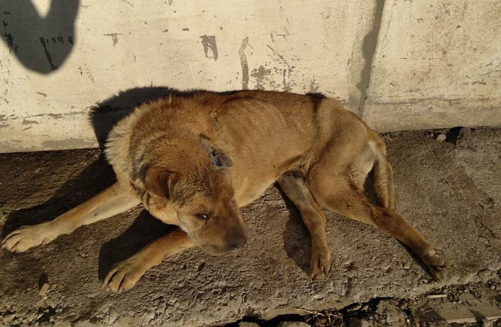 Fin de año feliz para Román: el perro abandonado con un tumor en Carlos Paz, encontró un nuevo hogar