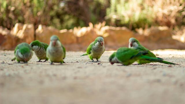 Intensifican la vigilancia epidemiológica en Entre Ríos por casos de psitacosis