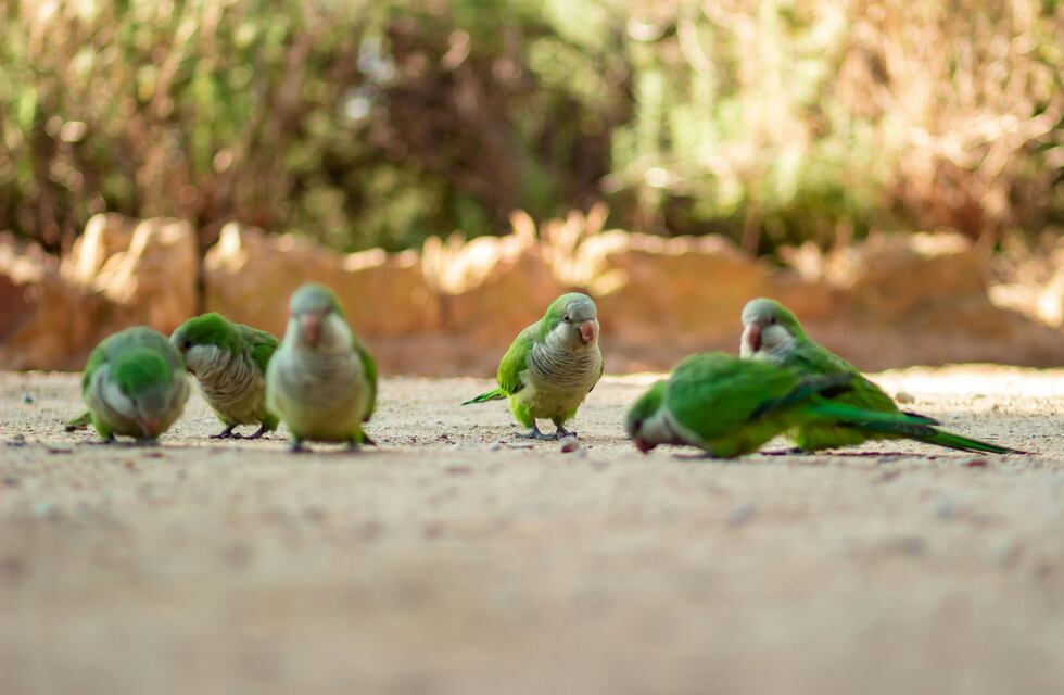 Intensifican la vigilancia epidemiológica en Entre Ríos por casos de psitacosis