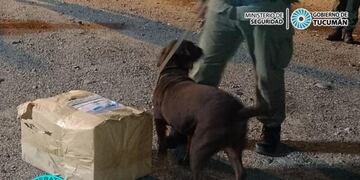 En un colectivo proveniente de Jujuy, secuestraron una importante cantidad de hojas de coca