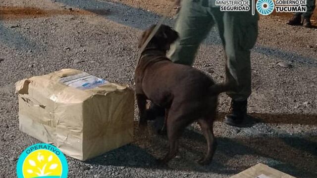 En un colectivo proveniente de Jujuy, secuestraron una importante cantidad de hojas de coca