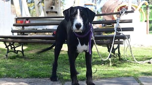 Programa de Tenencia Responsable. Fuente: Vía Gualeguaychú