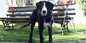 Programa de Tenencia Responsable. Fuente: Vía Gualeguaychú