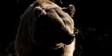 Un oso se atravesó en medio de una propuesta de casamiento en México. Foto: Gentileza.