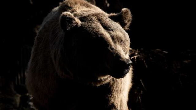 Un oso se atravesó en medio de una propuesta de casamiento en México. Foto: Gentileza.