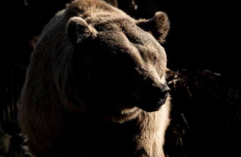 ¿Quería salir en la foto? El inusual momento que una pareja a punto de casarse vivió con un oso