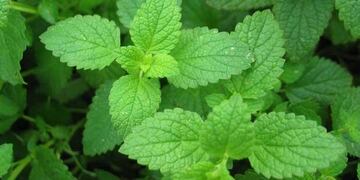 El infalible ritual con menta para alejar las malas energías