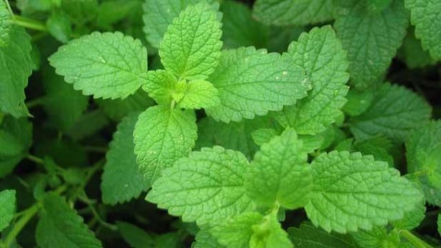 El infalible ritual con menta para alejar las malas energías