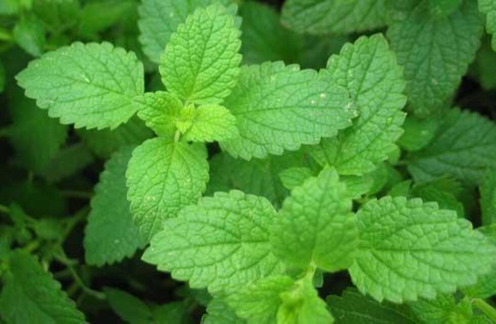 El infalible ritual con menta para atraer prosperidad y eliminar malas energías: cómo hacerlo y qué se necesita