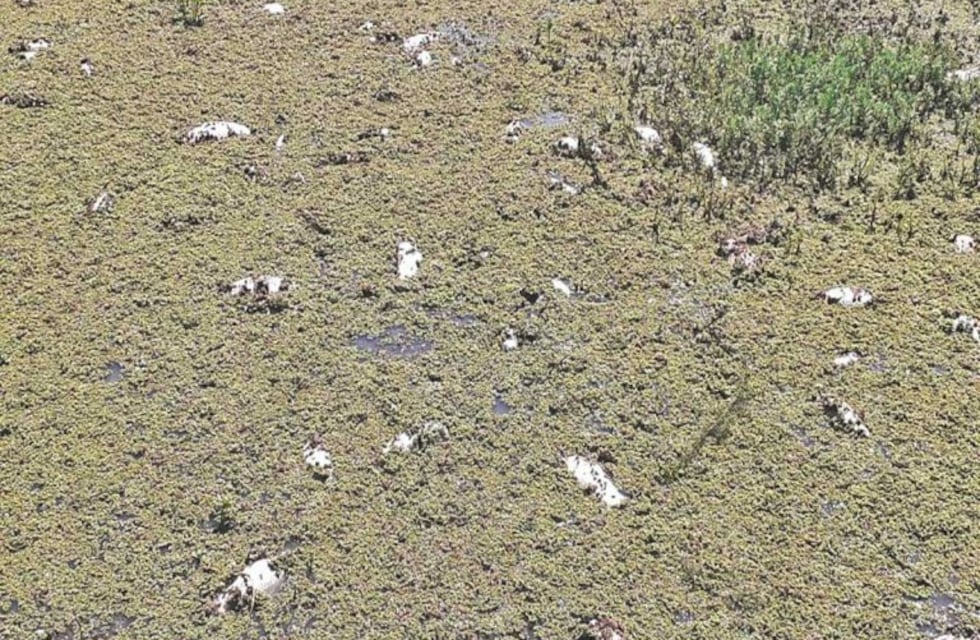 San Salvador: detectan gran cantidad de peces muertos en un arroyo