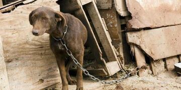 Crueldad animal (imagen ilustrativa)