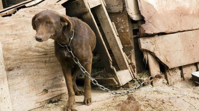 Crueldad animal (imagen ilustrativa)