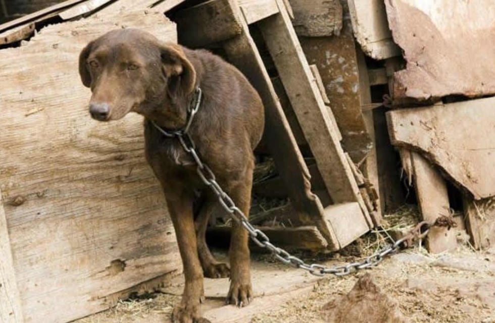 ¿Qué hacer en el caso de enterarme de un caso de maltrato o crueldad animal?