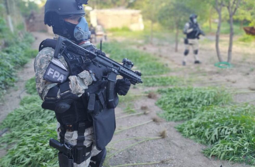 Secuestraron plantas de marihuana en una casa, tras varias denuncias anónimas