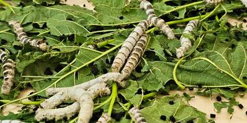 Los gusanos de seda se alimentan de hojas del árbol de mora