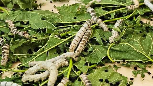 Los gusanos de seda se alimentan de hojas del árbol de mora