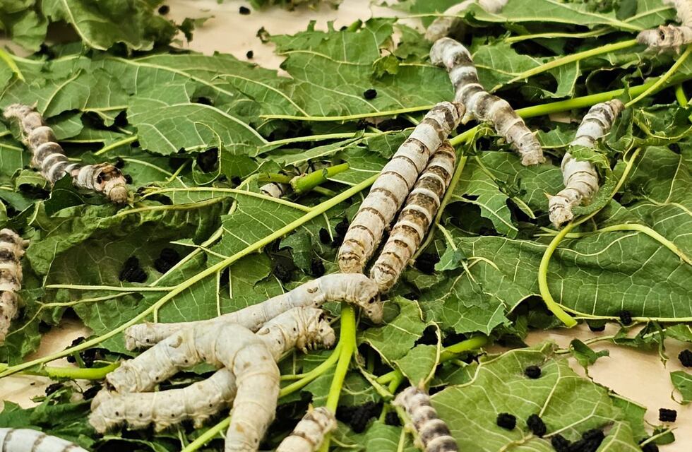 Nuevo proyecto de Humberto Primo: se suma al “Camino de Seda”