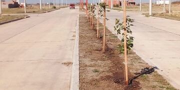 Plantación de árboles en Arroyito 2023