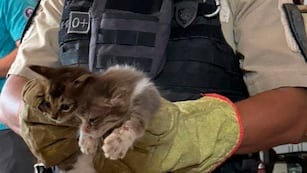 Uno de los gatos rescatados. (Policía)