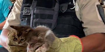 Uno de los gatos rescatados. (Policía)