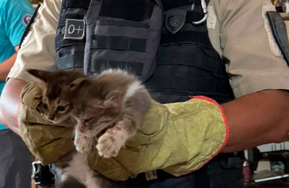 Maltrato animal: rescataron 27 gatos de un vivienda en la ciudad de Córdoba