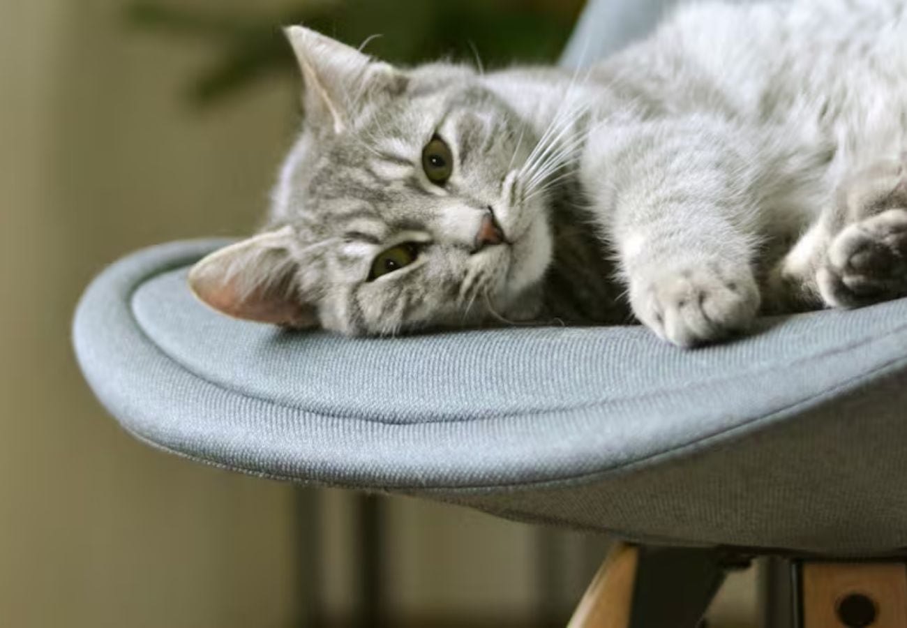 Los expertos explican que este comportamiento puede estar motivado por el olfato, el gusto o la necesidad de explorar el entorno.