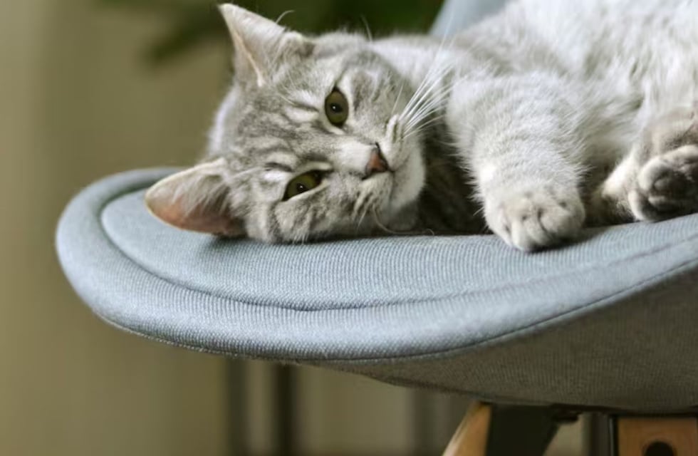 Qué significado tiene que tu gato ocupe tu asiento y por qué lo hace