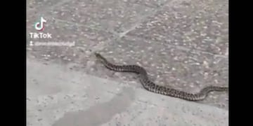Apareció una yarará en el Parque España