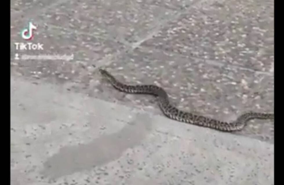 Temor en el Parque España por la aparición de una serpiente yarará