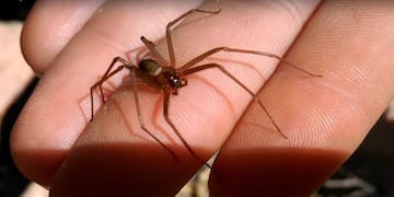 Araña del rincón: cómo identificarla y recomendaciones (Imagen ilustrativa / Web)