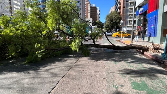 Un árbol se desplomó y provocó destrozos en el centro de Córdoba.