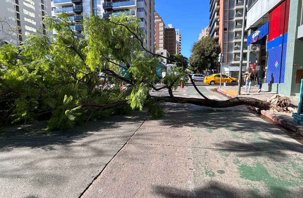 Susto en el centro de Córdoba: un árbol se desplomó y provocó destrozos