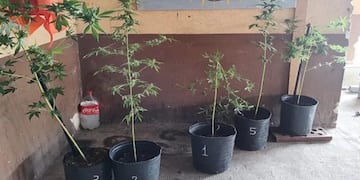 Plantas de marihuana en Corrientes