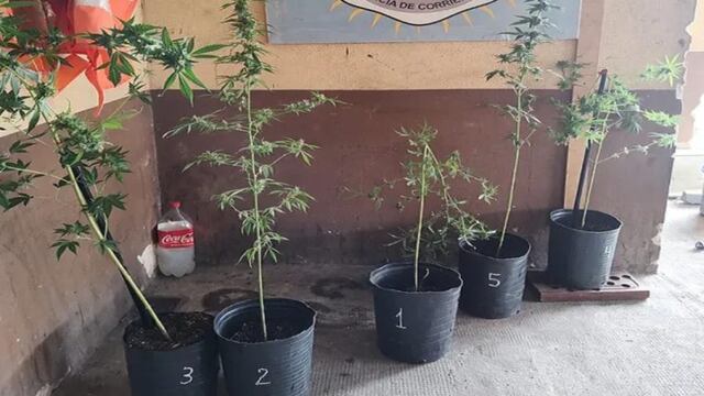 Plantas de marihuana en Corrientes