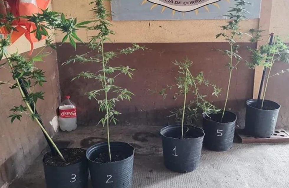 Insólito hecho en Corrientes: un inquilino abandonó el departamento y “se olvidó” las plantas de marihuana
