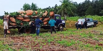 Capioví: se hizo pasar por el dueño del campo e intentó robar cosecha de yerba mate.