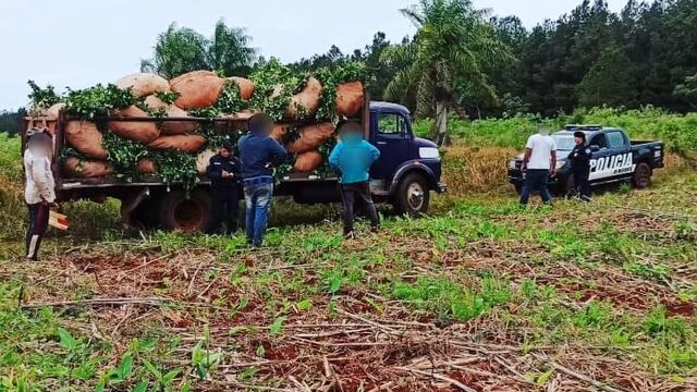 Capioví: se hizo pasar por el dueño del campo e intentó robar cosecha de yerba mate.