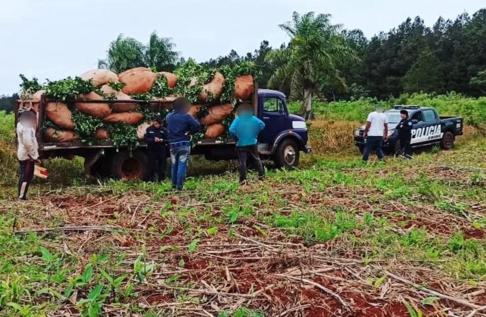 Capioví: se hizo pasar por el dueño del campo e intentó robar cosecha de yerba mate