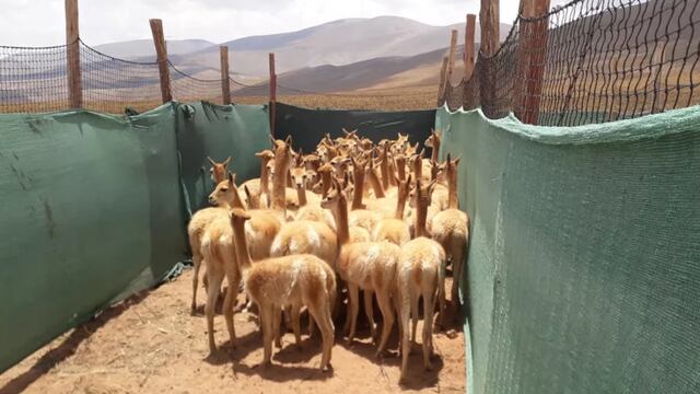 Las vicuñas sólo pueden vivir en silvestría, por lo que las comunidades las arrean, capturan y esquilan, para posteriormente devolverlas a su hábitat natural.